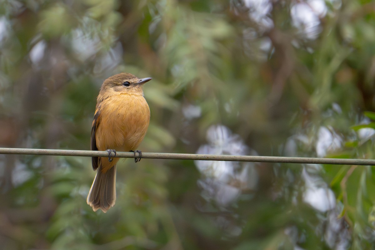 Rufescent Flycatcher - ML637392457