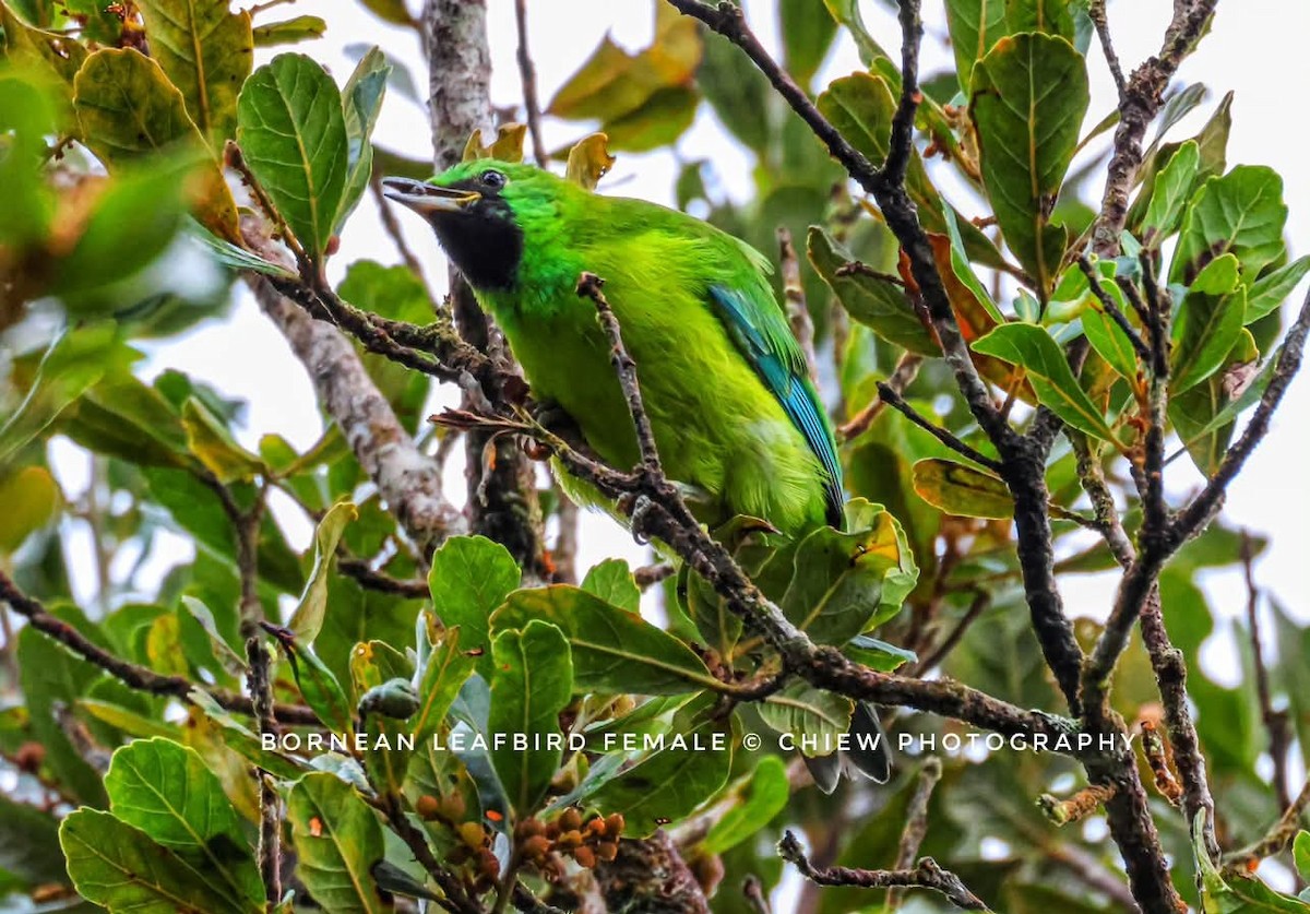 Borneo Yaprakkuşu - ML637392462