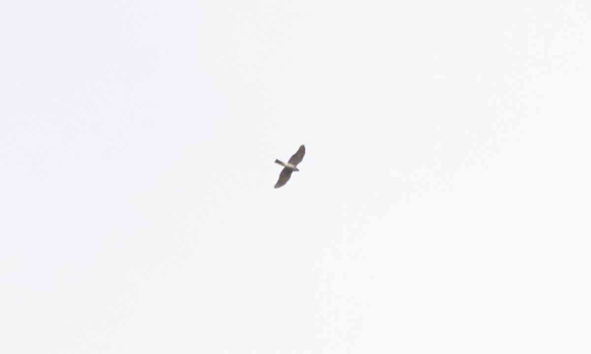 Ovambo Sparrowhawk - ML637392511