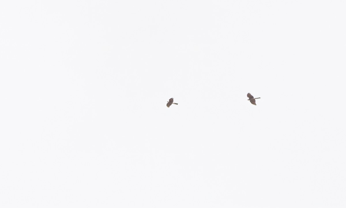Ovambo Sparrowhawk - ML637392512