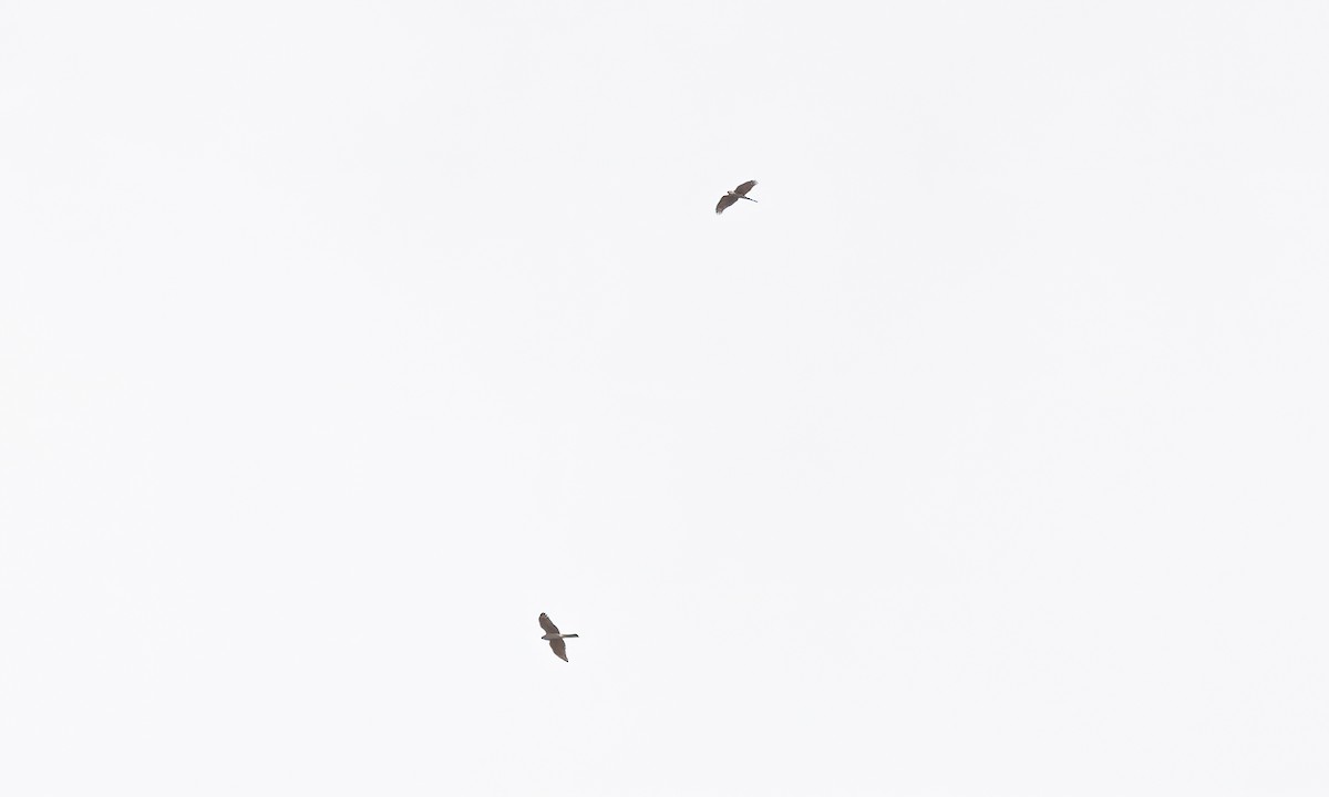 Ovambo Sparrowhawk - ML637392515