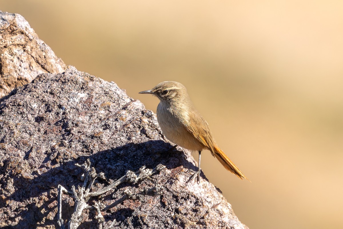 Cordilleran Canastero - ML637392531