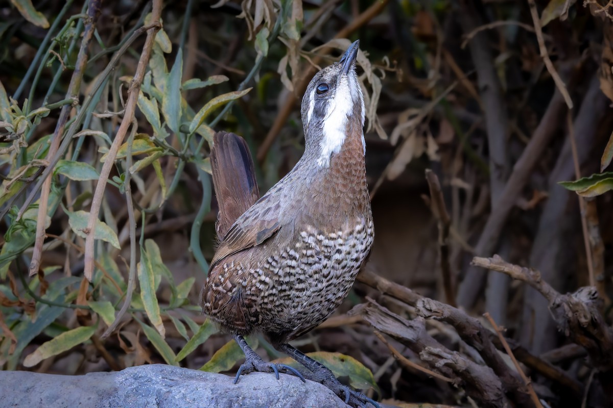 Moustached Turca - ML637392577