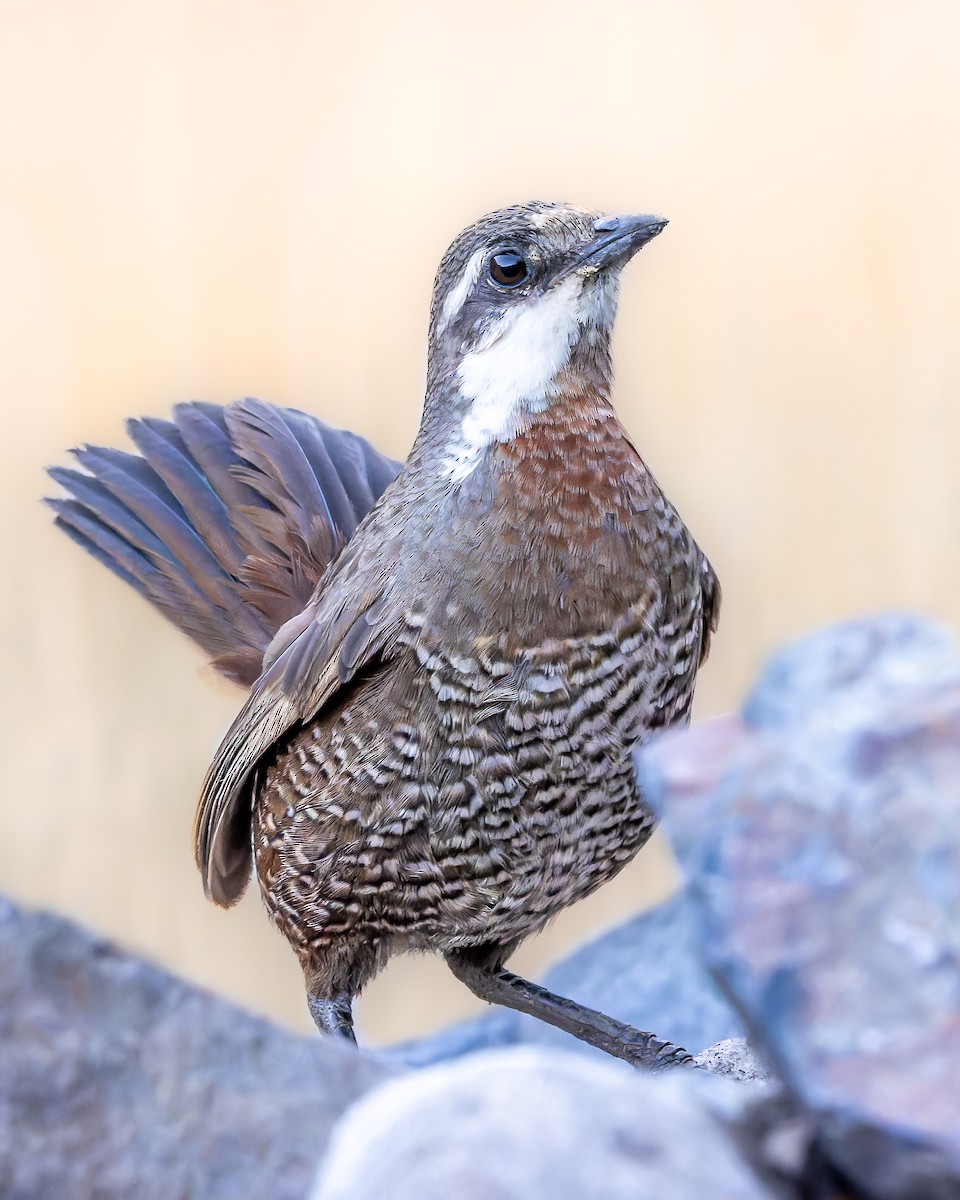 Moustached Turca - ML637392578