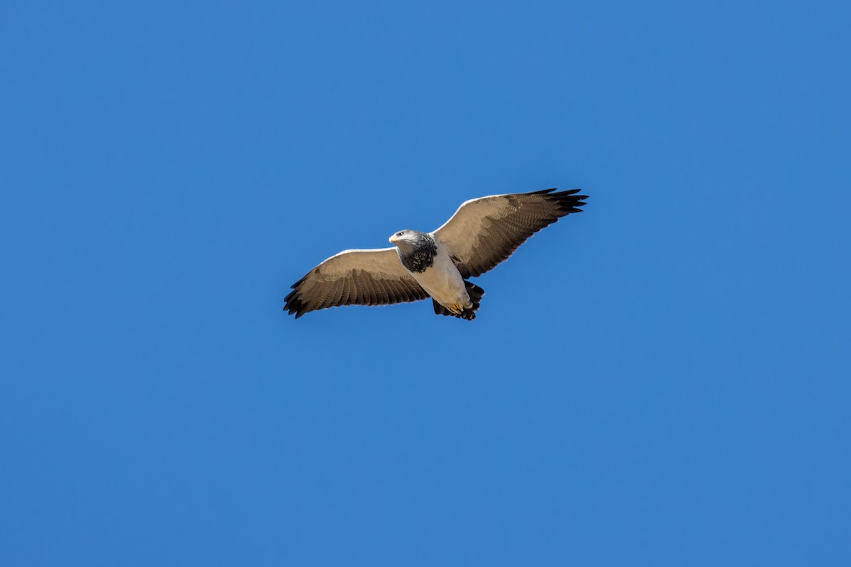 Black-chested Buzzard-Eagle - ML637392602
