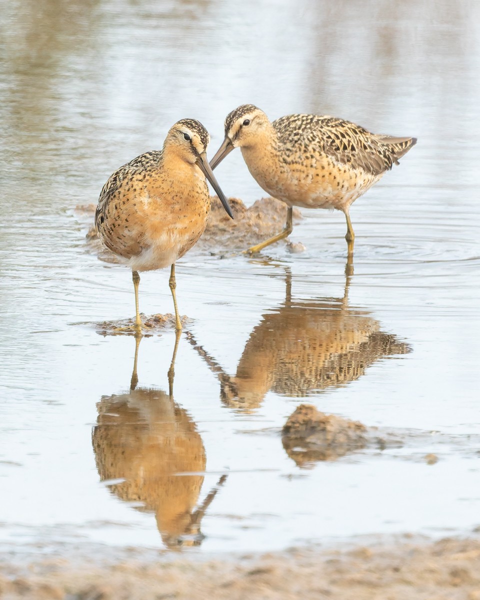 Short-billed Dowitcher - ML637392617