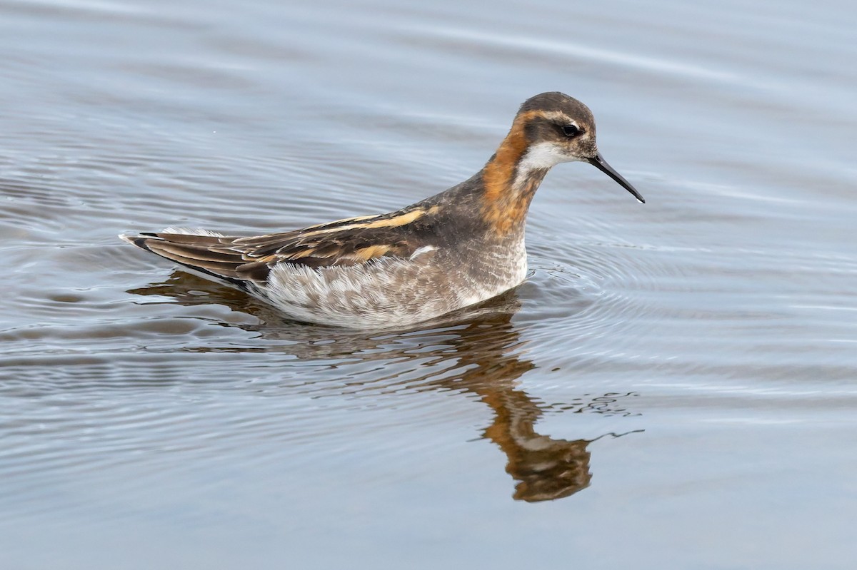 Red-necked Phalarope - ML637392620