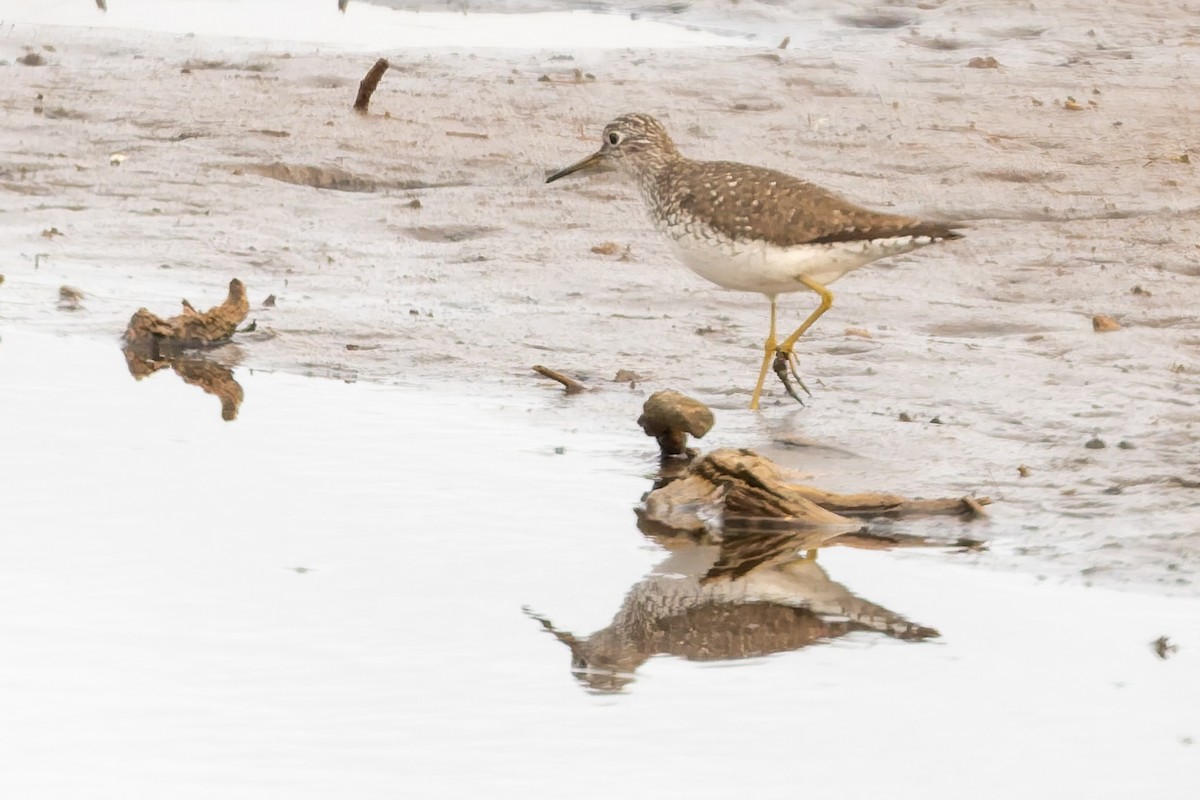 Solitary Sandpiper - ML637392621