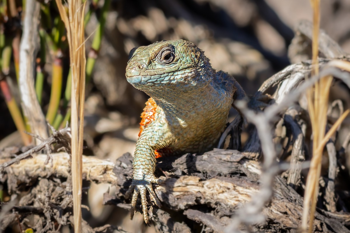 Reptiles - ML637392630