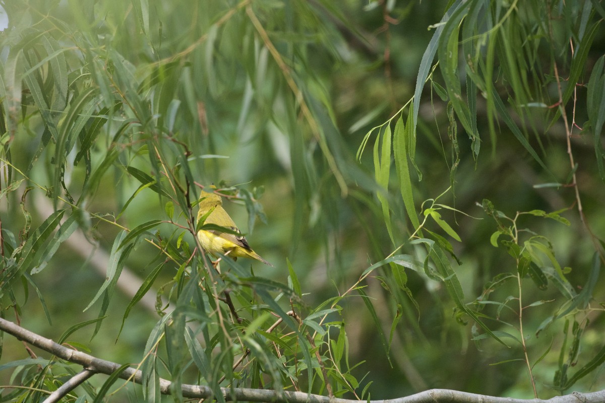 Northern Yellow Warbler - ML637392634
