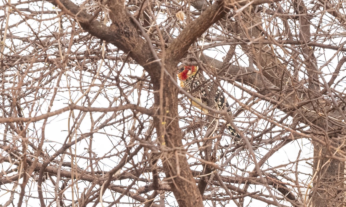 Red-and-yellow Barbet - ML637392670