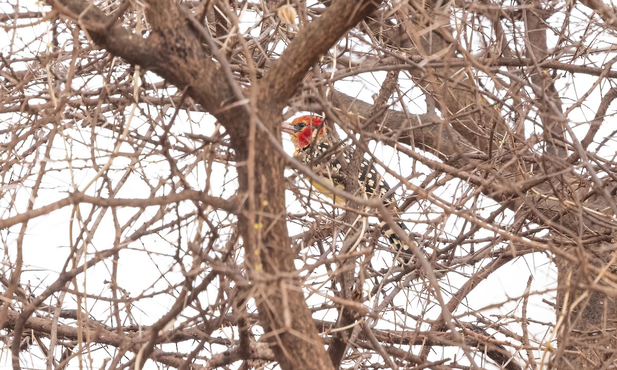 Red-and-yellow Barbet - ML637392671