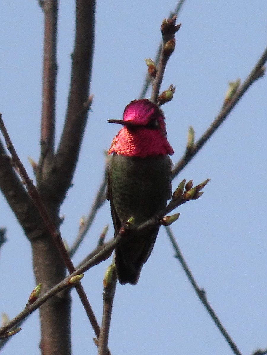 Anna's Hummingbird - ML637392721