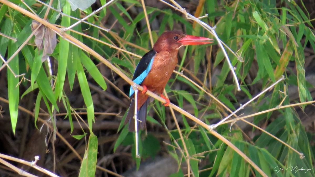 Brown-breasted Kingfisher - ML637392756