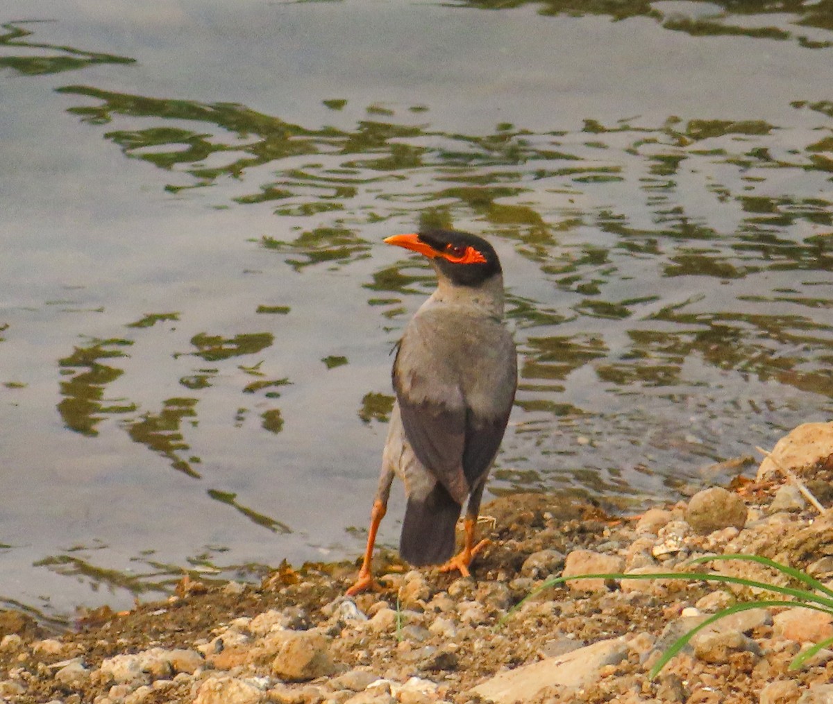Bank Myna - ML637392806