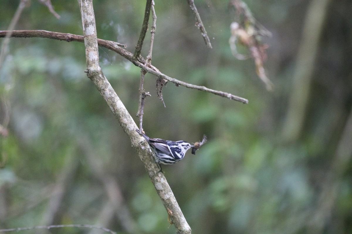 Black-and-white Warbler - ML637392811