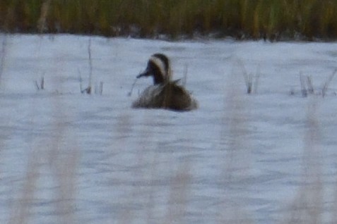 Garganey - ML637392833