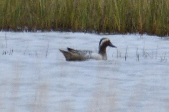 Garganey - ML637392834