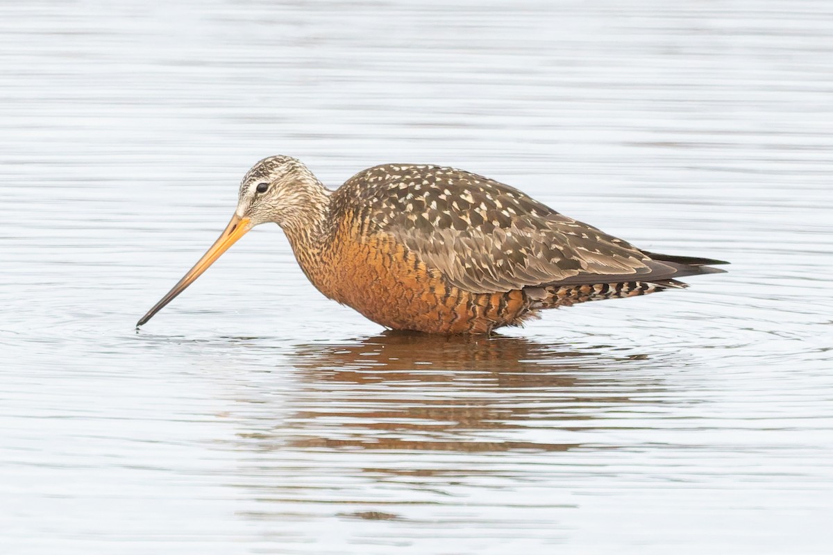 Hudsonian Godwit - ML637392902