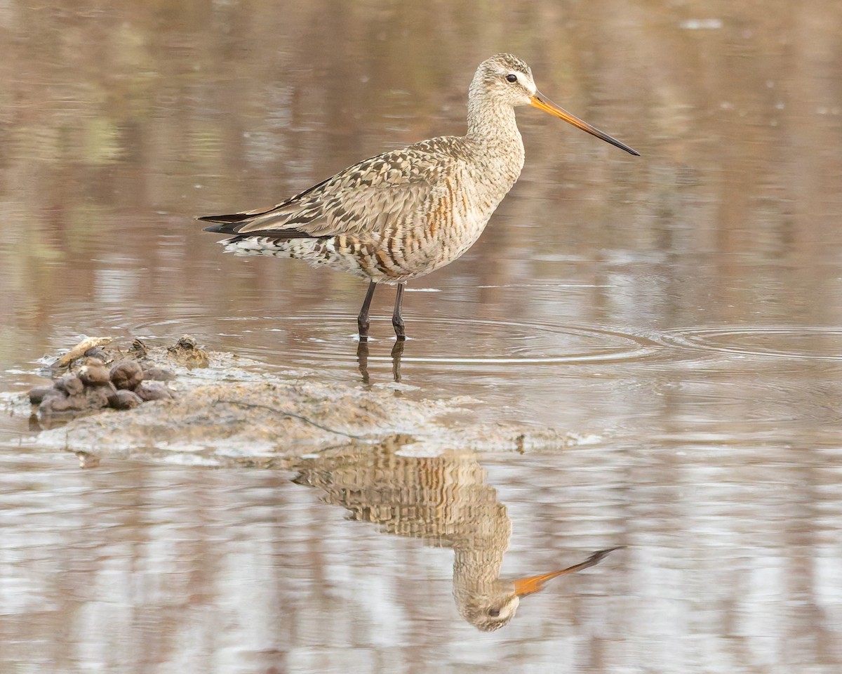 Hudsonian Godwit - ML637392906