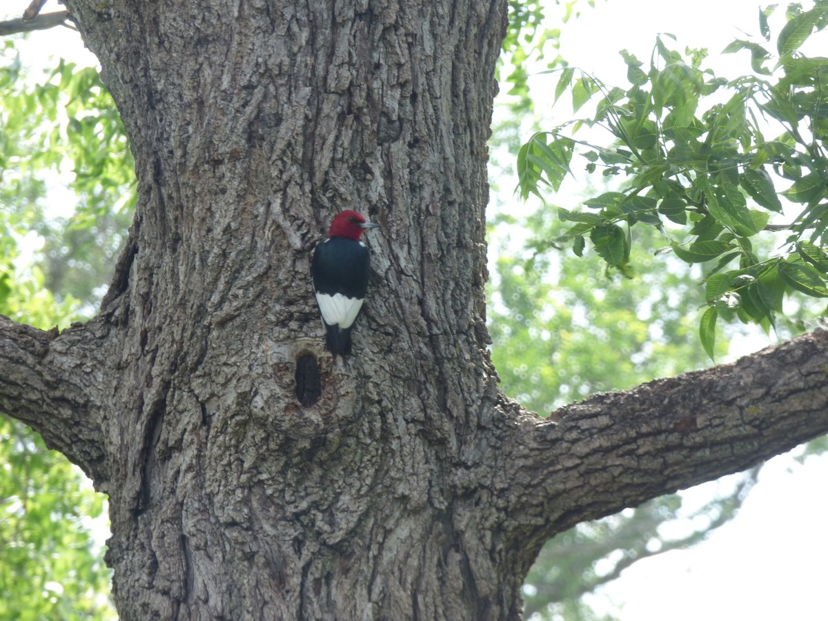 Red-headed Woodpecker - ML637392924