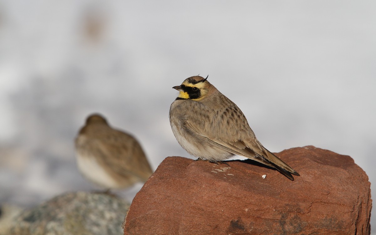 Horned Lark (Atlas) - ML63739301