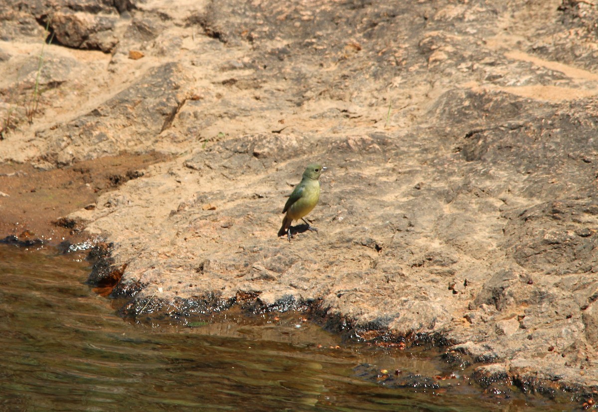 Passerin nonpareil - ML637393091