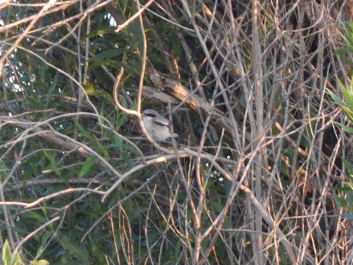 Loggerhead Shrike - ML63739311