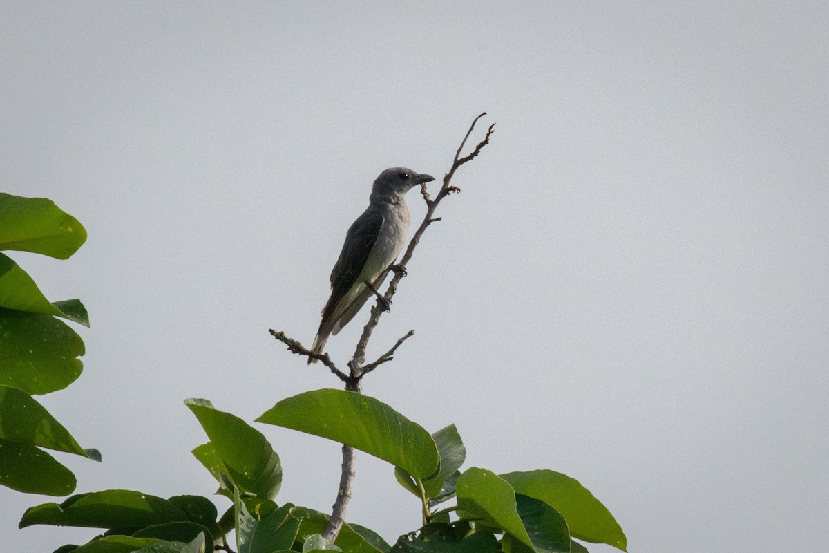 Oriental Cuckooshrike (Oriental) - ML637393114