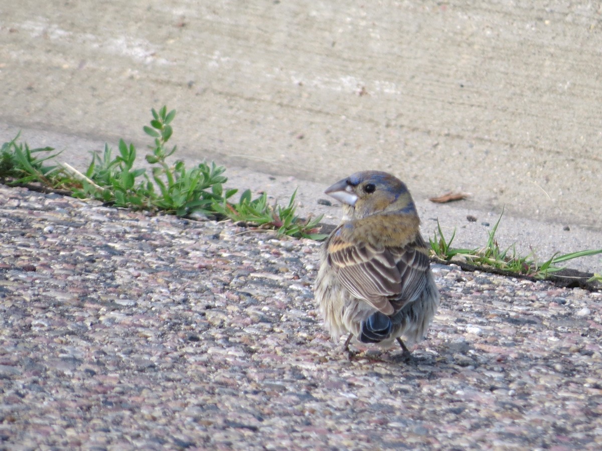 Blue Grosbeak - ML637393133
