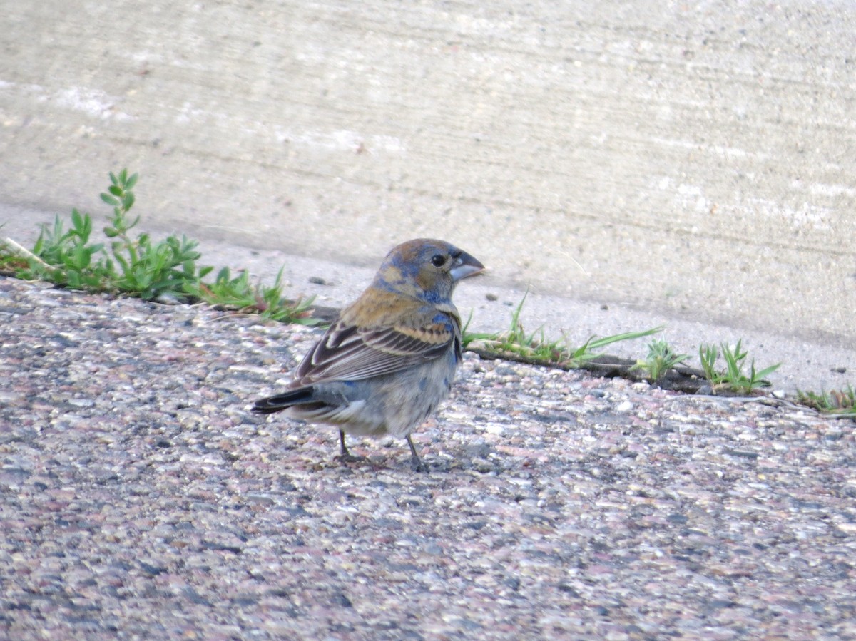 Blue Grosbeak - ML637393135