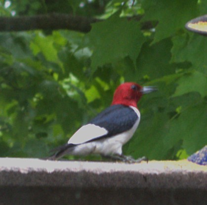 ズアカキツツキ - ML637393138