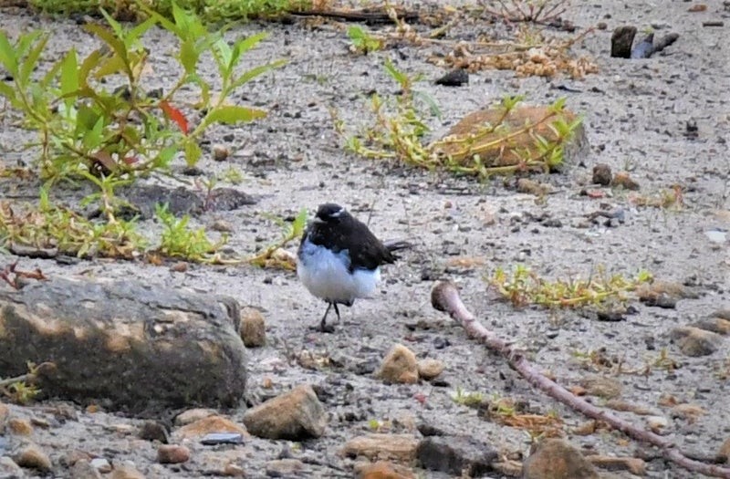 Willie-wagtail - ML637393144