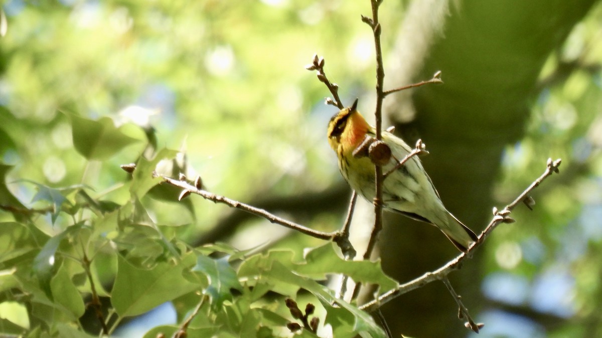 Blackburnian Warbler - ML637393201