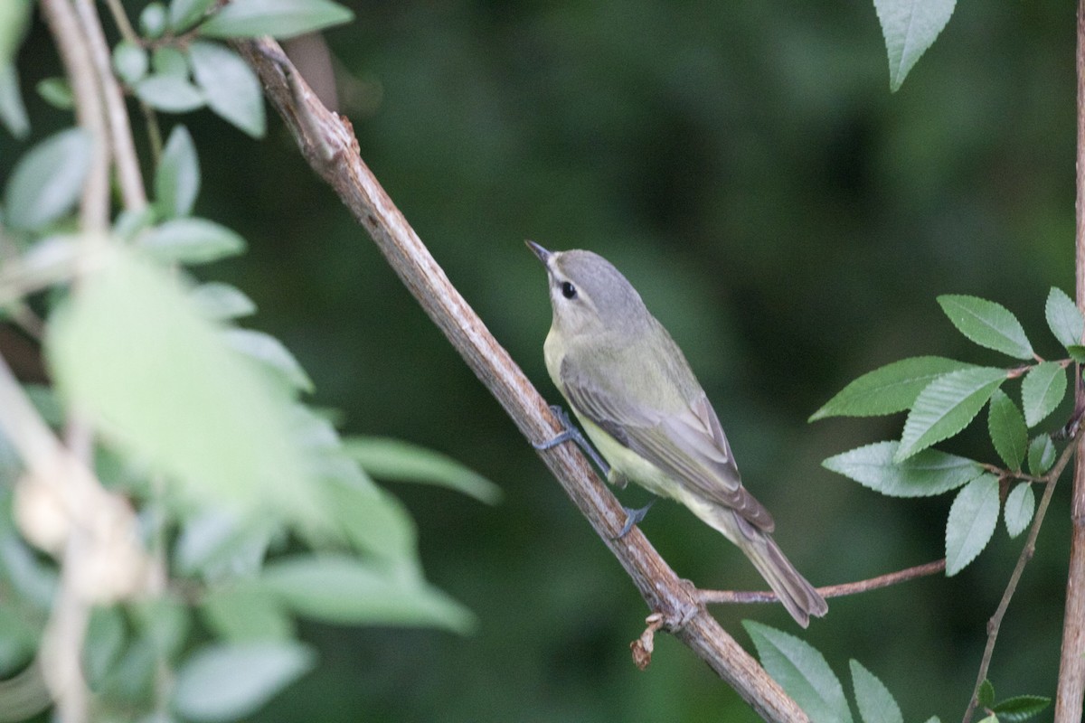 Philadelphia Vireo - ML637393245