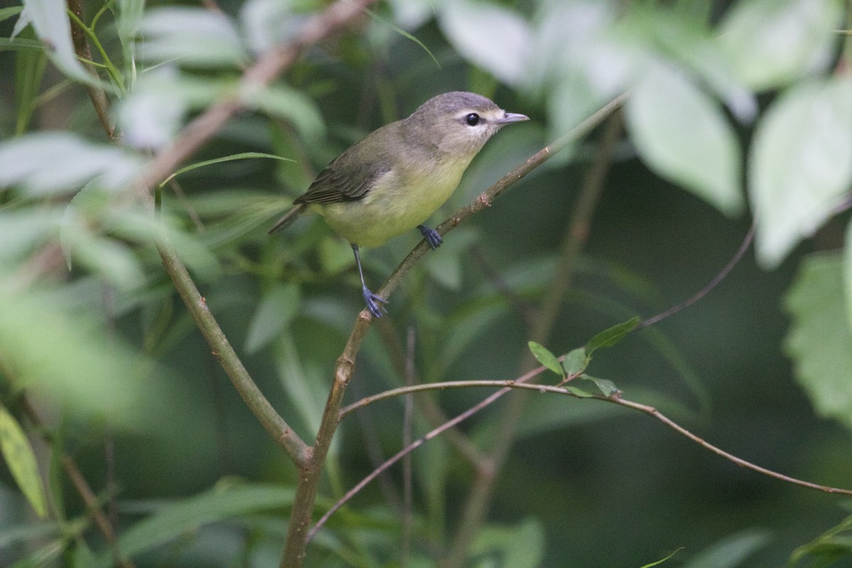 Philadelphia Vireo - ML637393264
