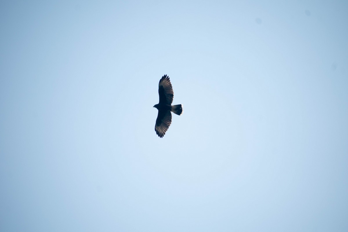 Harris's Hawk - ML637393268