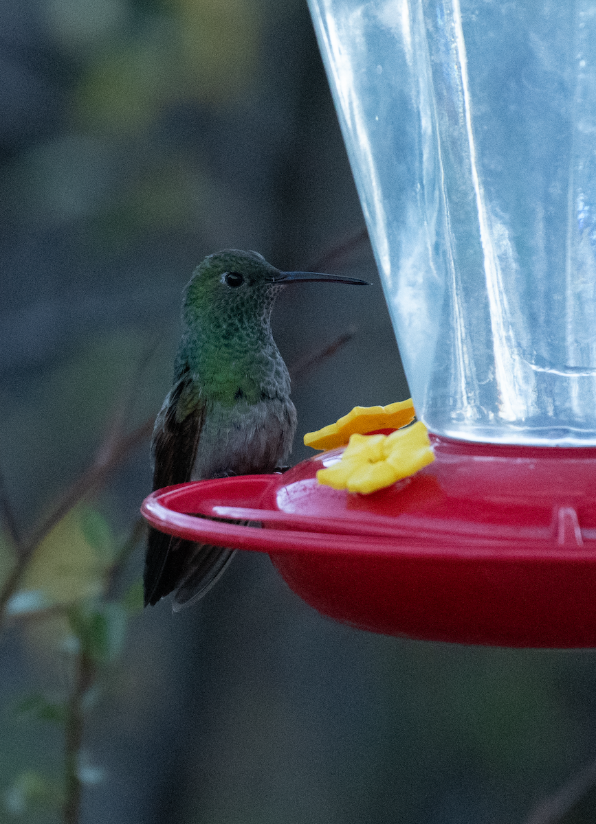 Berylline Hummingbird - ML637393279