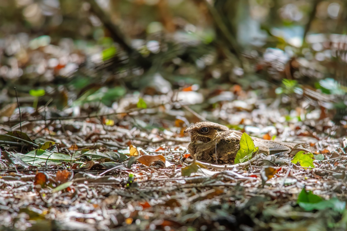 Common Pauraque - ML637393309