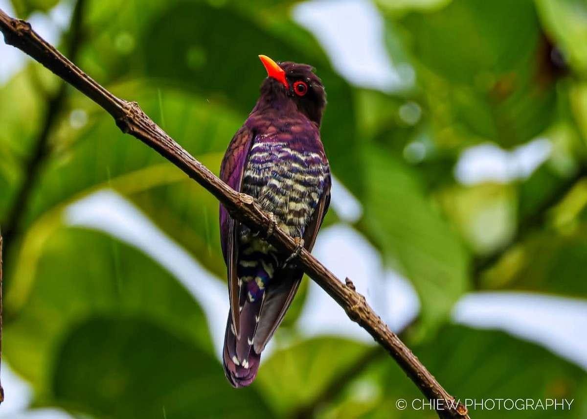 Violet Cuckoo - ML637393331