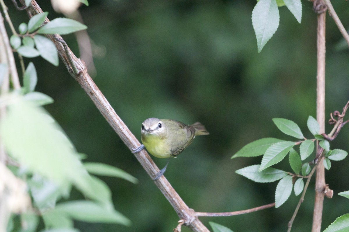 Philadelphia Vireo - ML637393380