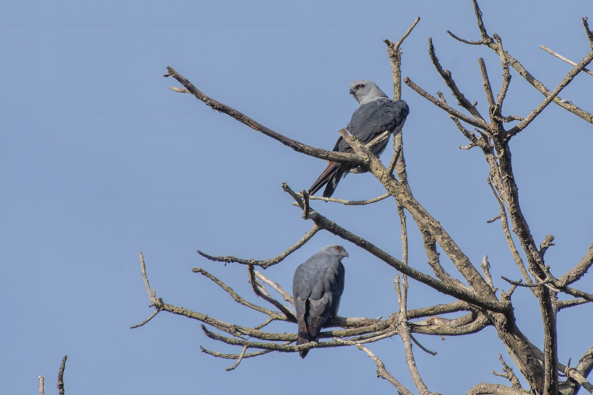 Plumbeous Kite - ML637393405