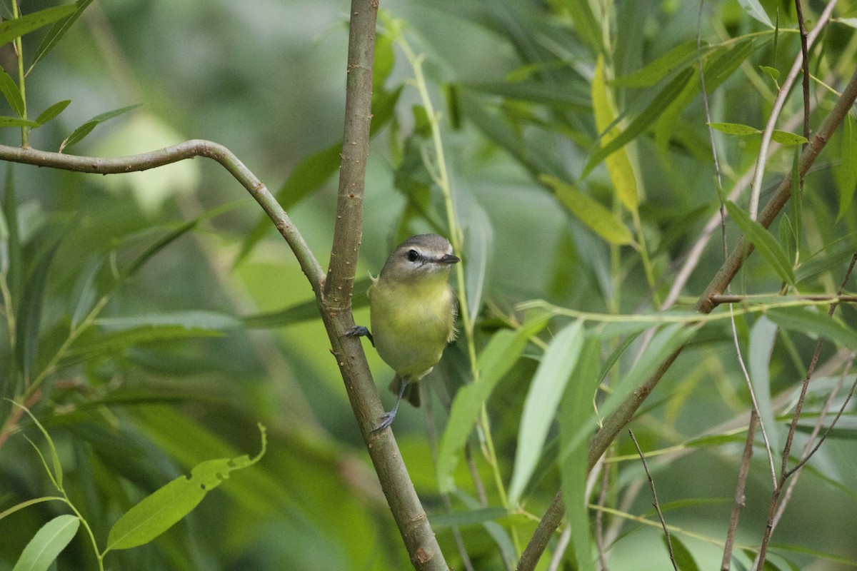 Philadelphia Vireo - ML637393425
