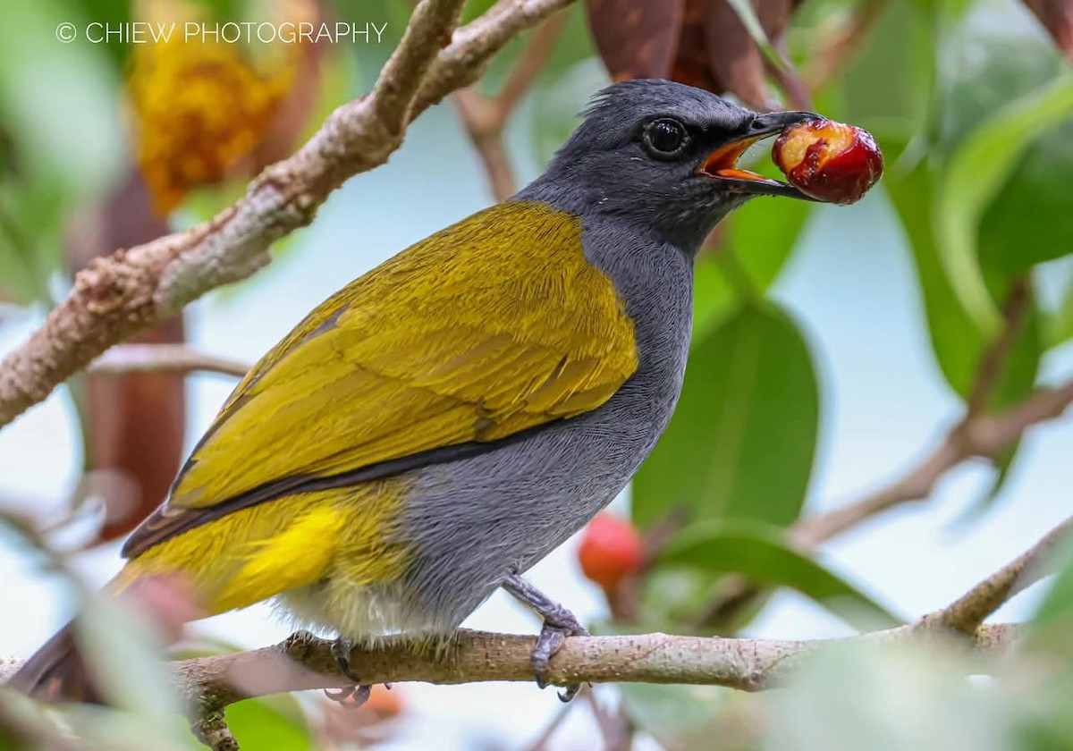 Gray-bellied Bulbul - ML637393435