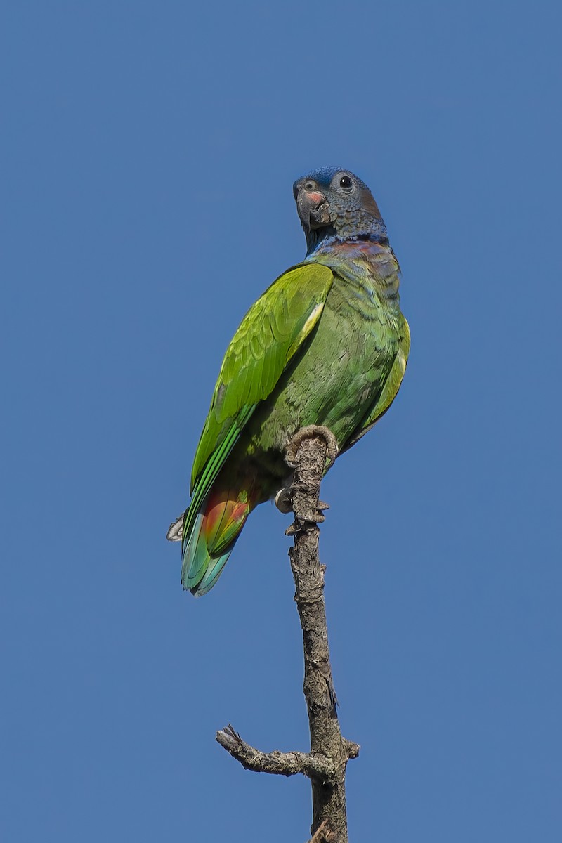 Blue-headed Parrot - ML637393436