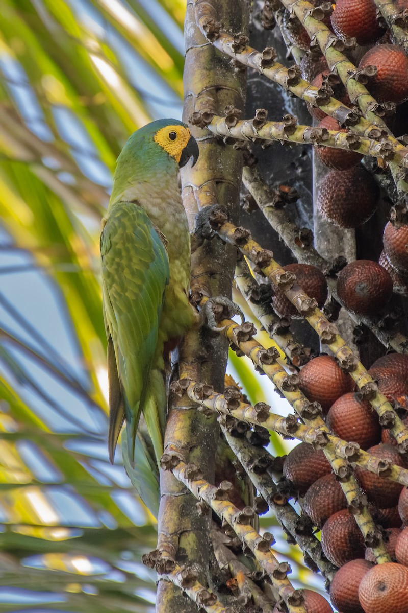 Red-bellied Macaw - ML637393471