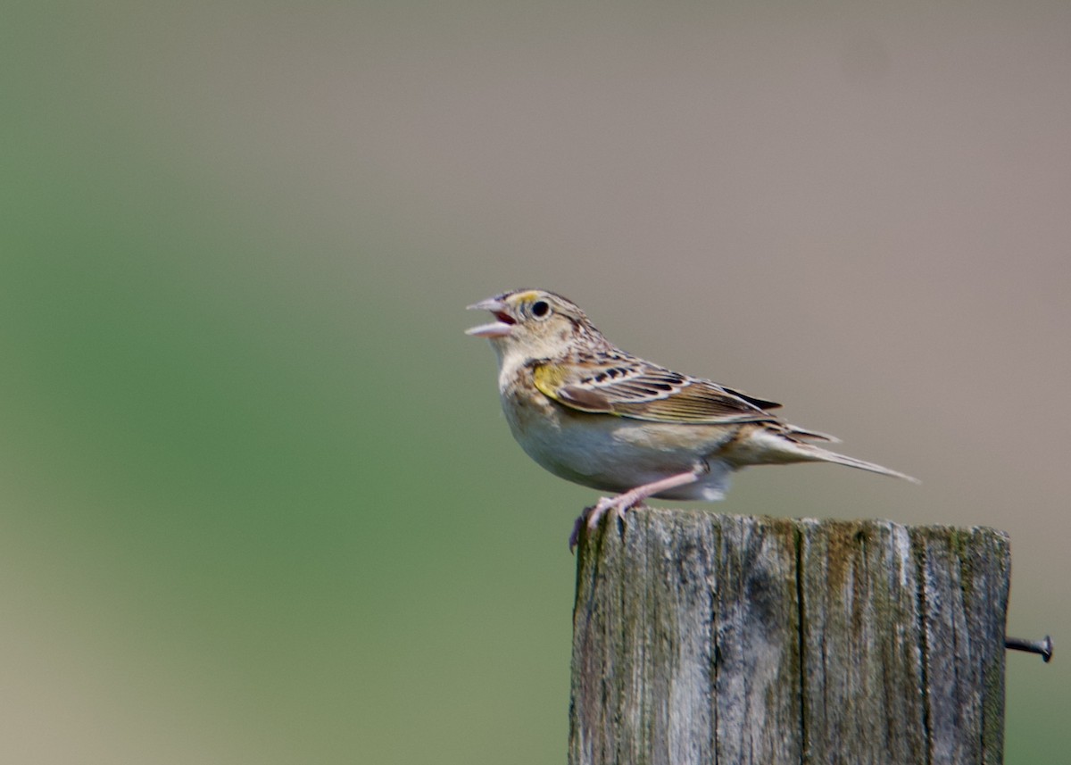 Heuschreckenammer - ML637393495