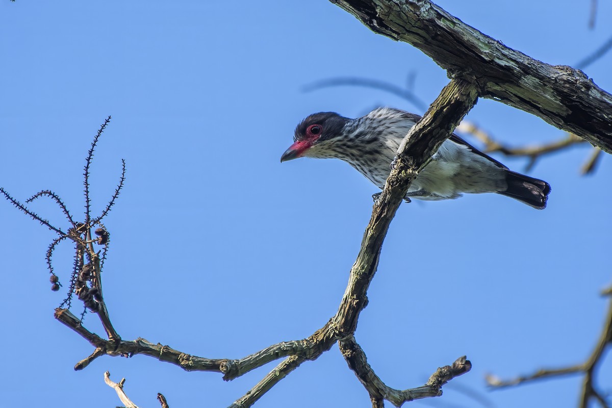 Black-tailed Tityra - ML637393500