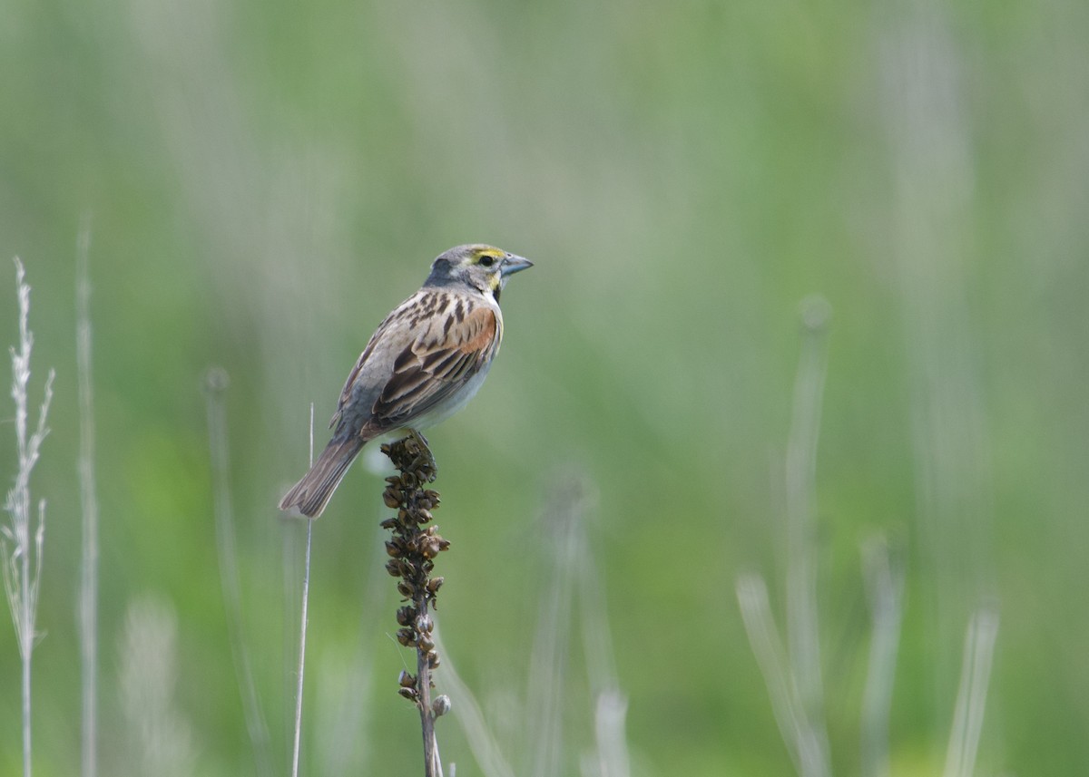 Rotschulterkardinal - ML637393523