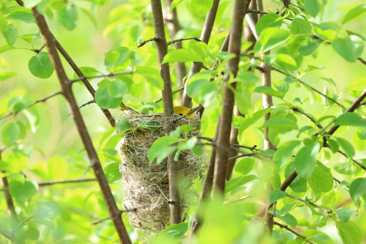 Yellow Warbler (Northern) - ML637393532
